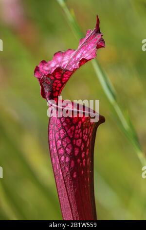 Sarracenia leucophylla at Splinter Hill Bog, Alabama Stock Photo