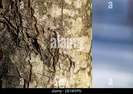 The edge of a tree trunk is seen in sunlight during the winter. Detailed texture of the bark, which has subtle growth of lichen, stands before snow. Stock Photo