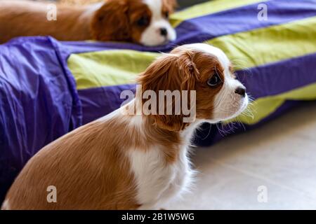 Two Cavalier King Charles Spaniel puppies are on a hardwood floor, with one sitting in the foreground, and another resting its head on a play tunnel. Stock Photo