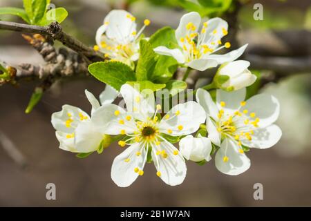 Flowering plum (lat. Prunus) plants of the Rose family (lat. Rosaceae). Early spring Stock Photo