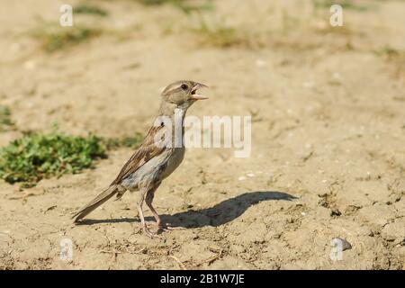 Young female house Sparrow (lat. Passer domesticus) in search of water on a hot summer day Stock Photo