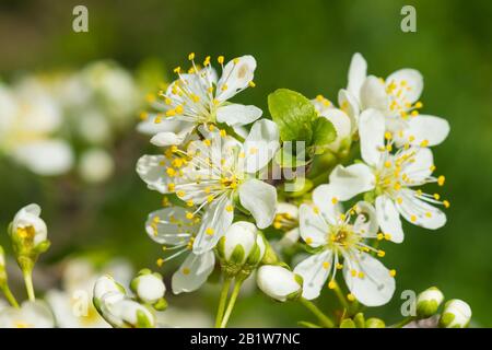 A branch of a blossoming plum (lat. Prunus) plants of the Rose family (lat. Rosaceae). Early spring Stock Photo