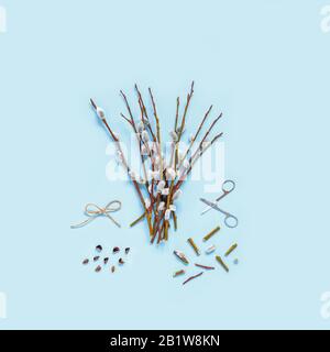 Branches with kidneys, scissors on a light background. Easter spring flat lay concept. Stock Photo