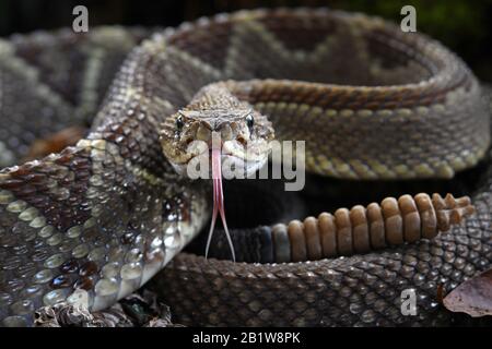 Rattlesnake tongue Stock Photo