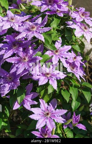 Bush clematis varieties Polish General Sikorski (lat. Clematis General Sikorski). Floral background Stock Photo