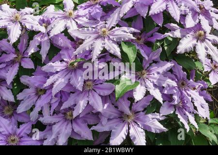 The flowers of clematis cultivars of Polish General Sikorski (lat. Clematis General Sikorski). Floral background Stock Photo