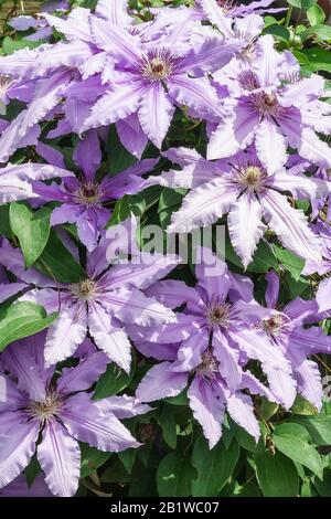 Abundant flowering clematis varieties Polish General Sikorski (lat. Clematis General Sikorski). Floral background Stock Photo