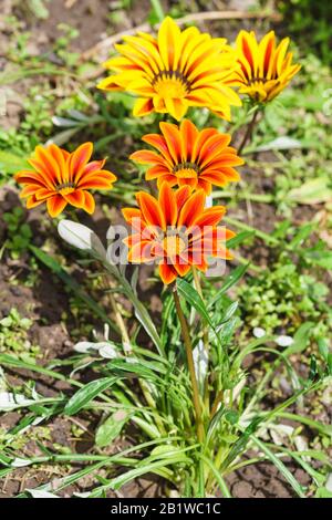 Gazania (lat. Gazania hybrida), or African Daisy in the flowerbed. Sunny summer day Stock Photo