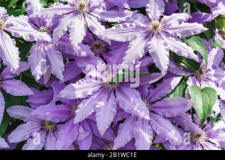 Clematis Polish sort of General Sikorski (lat. Clematis General Sikorski). Floral background Stock Photo