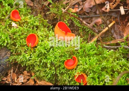 Scarlet elf cup,'Sarcoscypha austriaca', fungi.grows on decaying moss covered sticks and branches in damp spots and beneath leaf litter on the woodlan Stock Photo