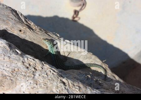 a lone green lizard on a dry trunk of a tree in the middle of the arid desert in spain Stock Photo