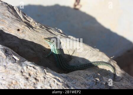 a lone green lizard on a dry trunk of a tree in the middle of the arid desert in spain Stock Photo