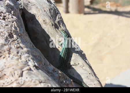 a lone green lizard on a dry trunk of a tree in the middle of the arid desert in spain Stock Photo