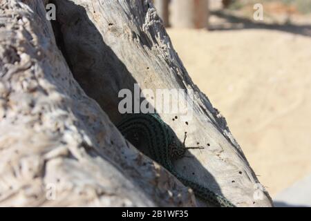 a lone green lizard on a dry trunk of a tree in the middle of the arid desert in spain Stock Photo