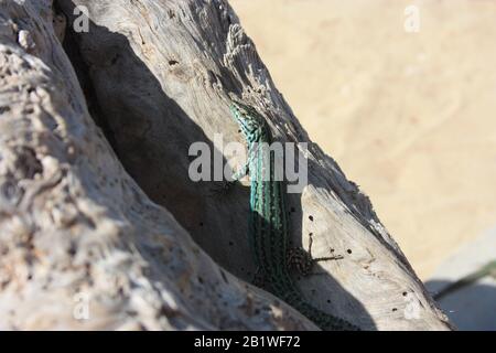 a lone green lizard on a dry trunk of a tree in the middle of the arid desert in spain Stock Photo