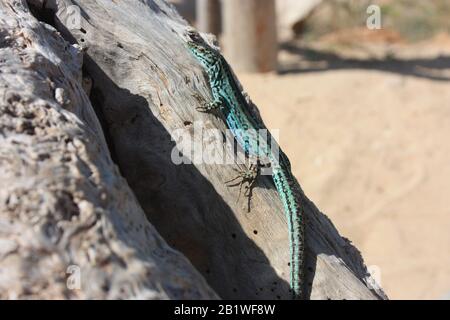 a lone green lizard on a dry trunk of a tree in the middle of the arid desert in spain Stock Photo