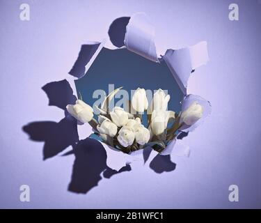 Happy Spring Holidays! Bunch of white tulips shown through torn violet or light purple paper hole. Trendy Springtime Birthday, Easter, Mother's day, b Stock Photo