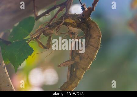 Male and female spiny leaf insect together, tropical walking stick specie from Australia Stock Photo