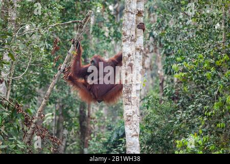 Orangutan mother with baby on the trees East Kalimantan Tanjung Puting national park Stock Photo