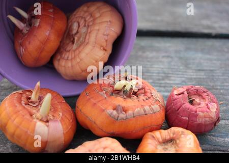 Different varieties of gladiolus bulbs, yellow, orange, purple rolling out of a small decorative bucket on rough wooden table Stock Photo