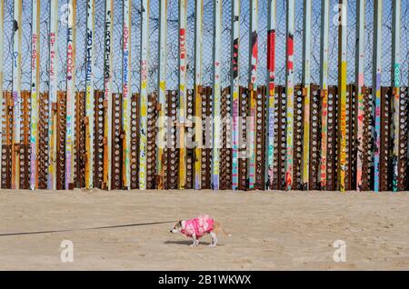 Chihuahua Dog at Mexican Border Fence in Tijuana Stock Photo