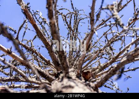 Close view of dried moss on dried pine tree branches, the tree died because of pest insects damaging bark and the whole trunk. Northern Sweden, Umea, Stock Photo