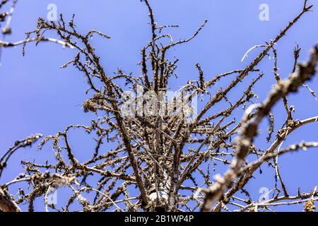 Close view of dried moss on dried pine tree branches, the tree died because of pest insects damaging bark and the whole trunk. Northern Sweden, Umea, Stock Photo