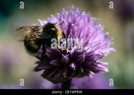 Bumblebee pollinating and looking for neсtar in blooming chive onion purple violet flower, sunny day, close up photo, bokeh