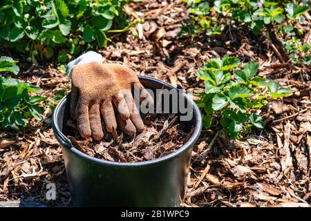 Black bucket with pine tree bark and orange garden gloves after work on strawberry bed. the whole soil is covered by bark to protect berries, close up Stock Photo