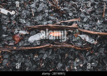 Rubbish of plastic bottles in old tree, lying in foliage. Ecology problem Stock Photo