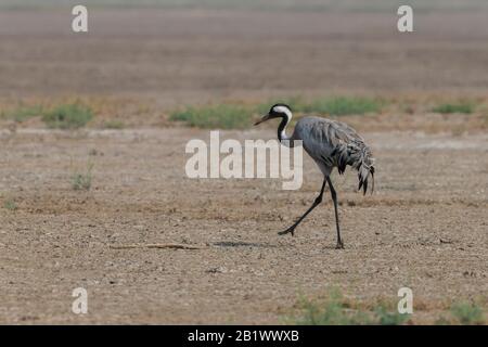 Common Crane (Grus grus), Eurasian crane in Little Rann of Kutch, What freedom to fly over mountains, forest and seas..with a companion Stock Photo