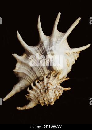 Two sea spiky shells on a black background Stock Photo