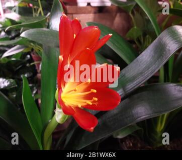 Clivia flower. Droitwich, Worcester, England, UK. 18/02/2020 A perennial evergreen South African herbs of the amaryllis family with fleshy roots and u