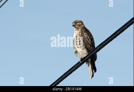 Hawk perches on one leg with the other tucked in his soft feathers, on a line against blue sky, we call him Napoleon Stock Photo