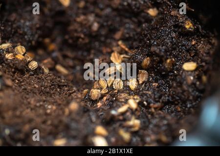 Eruca vesicaria, Rocket, arugula, garden rocket, 'ruchtetta', 'rucola', 'rucoli', 'rugula', 'colewort', and 'roquette' seeds on soil close up. Sowing Stock Photo
