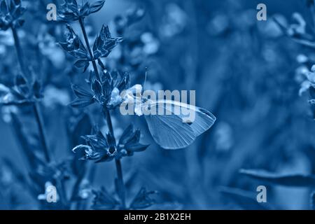 Pieris rapae on purple flowers Salvia officinalis. small white, small cabbage white and white butterfly on purple flowers sage, garden sage, common sa Stock Photo