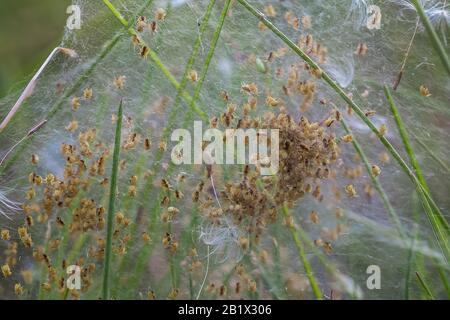 Nest with lots of little spiders, brood. Arachnophobia, disgusting and ...