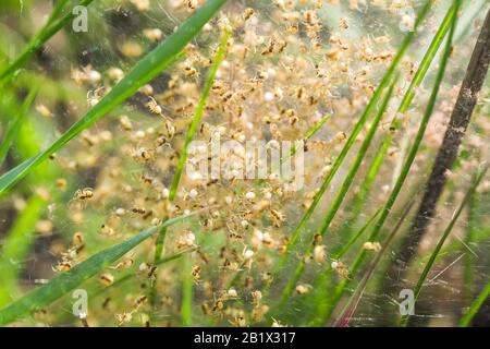 Nest with lots of little spiders, brood. Arachnophobia, disgusting and ...