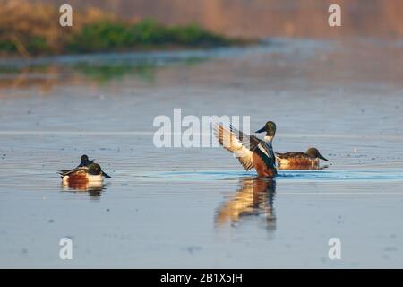 Northern shoveler duck drake water flapping wings Stock Photo