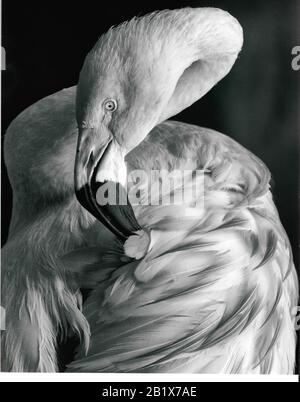 Red American Flamingo in black and white Stock Photo