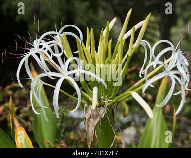 Crinum asiaticum or spider-lily