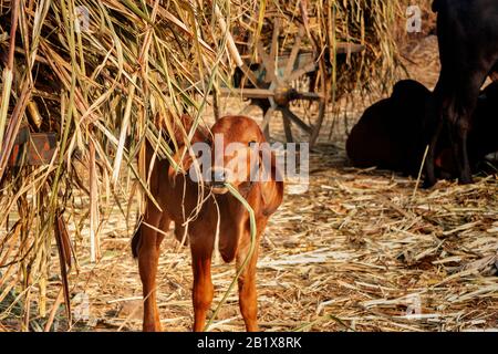 Young calf eating hay from a cart in the field Stock Photo