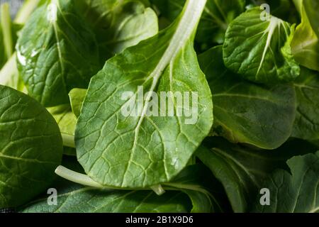 Raw Green Organic Baby Bok Choy Greens in a  Bunch Stock Photo