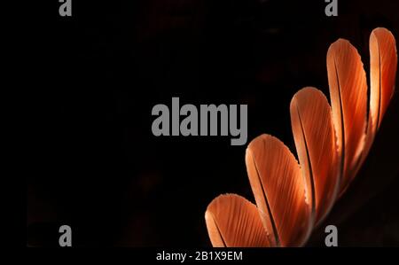 Beautiful orange feather pattern texture background ,Orange macro feather, Feather, Bird, Animal, Close-up, Backgrounds. Stock Photo