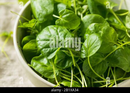 Raw Green Organic Watercress in a Bowl Stock Photo