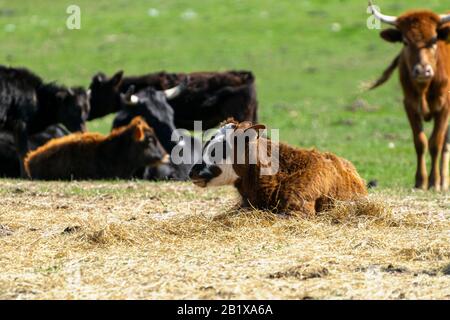 A cute, brown calf with an adorable white face covered in large black spots resting in a bed of hay while other cattle rest in some green grass in the Stock Photo