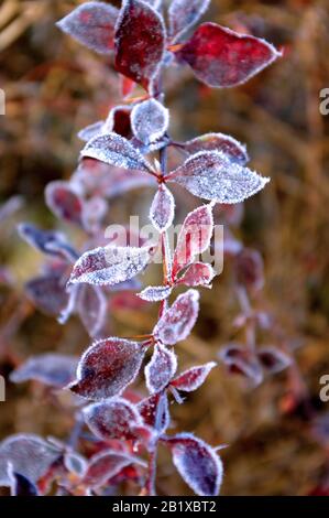 Hoarfrost azalea with red leaves. Cold weather. Macro shot. Early winter . Blurred background. Stock Photo