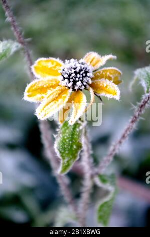 Yellow flower with hoarfrost. Coneflowers in the winter time, morning. Stock Photo