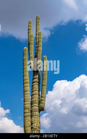 Close up of a columnar cactus with blue sky and clouds in the background, Tehuacan Cuicatlan Biosphere Reserve, Oaxaca, Mexico. Stock Photo