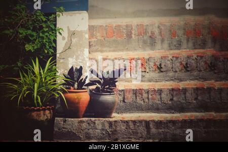 Potted plants decorating a rustic concrete stairs of a house in the heritage town of Luang Prabang in Laos Stock Photo